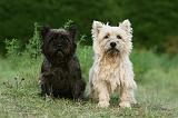 CAIRN TERRIER 534